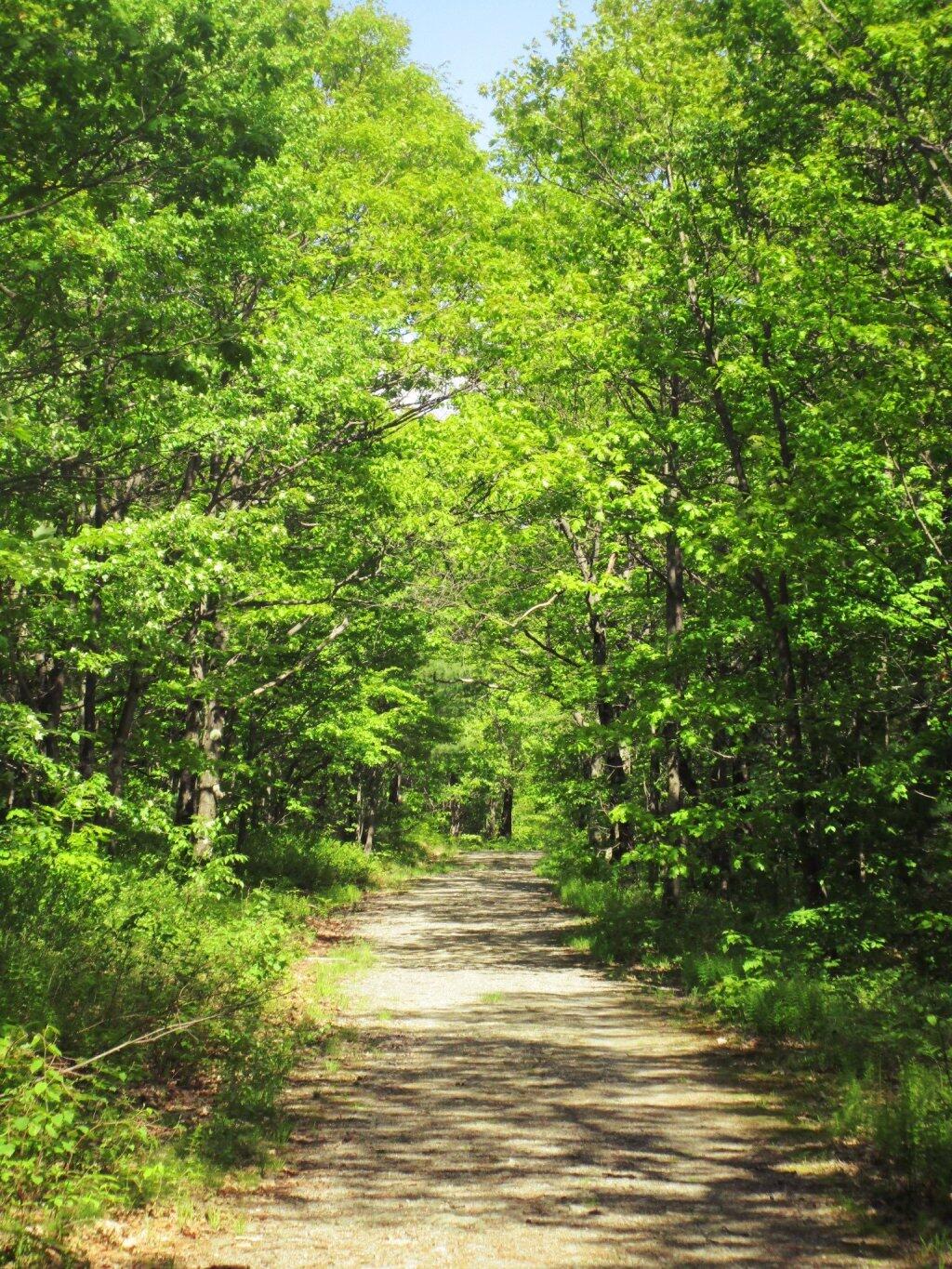 Photo: Old Woods Road To Top Of Harvey Mountain Photo: Old Woods Road To Top Of Harvey Mountain