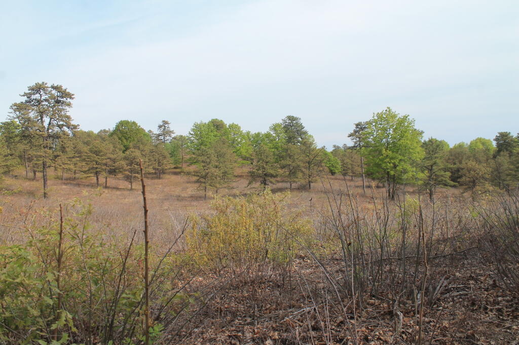 Photo: Pine Bush