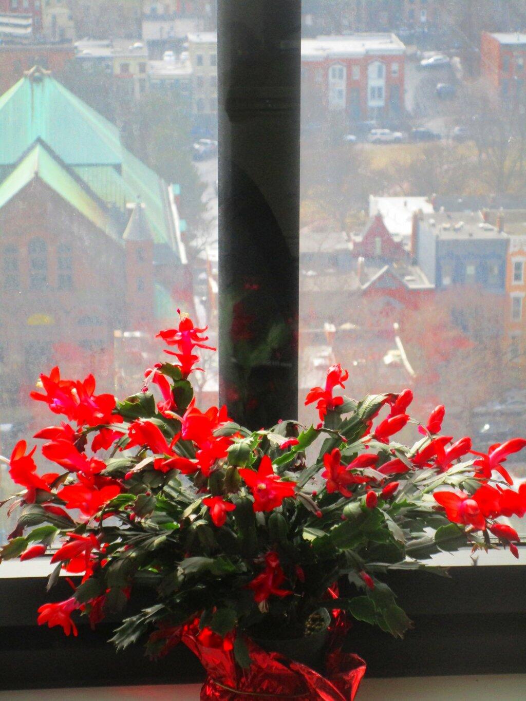 Photo: Color For A Gray Day, February 15 Photo: Color For A Gray Day, February 15