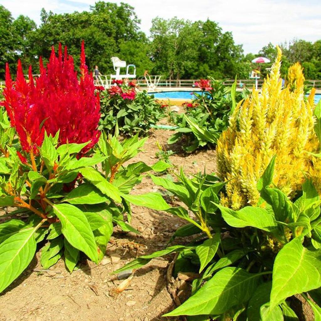 Photo: Despite the drought, terrace garden pretty but less elaborate then last year