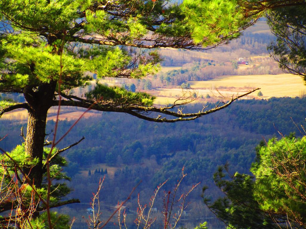 Photo: Pines