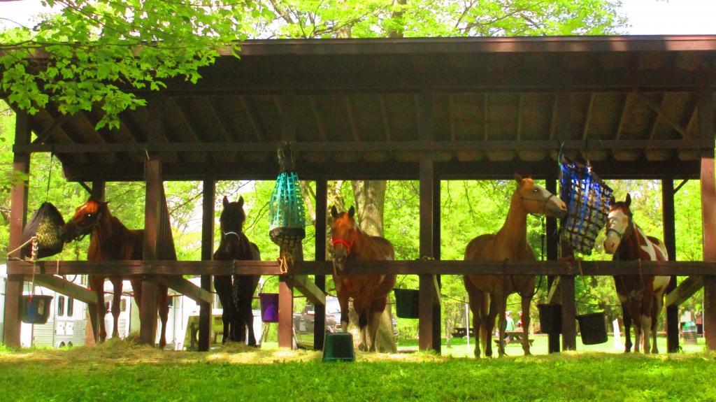 Photo: Horseys Photo: Horseys