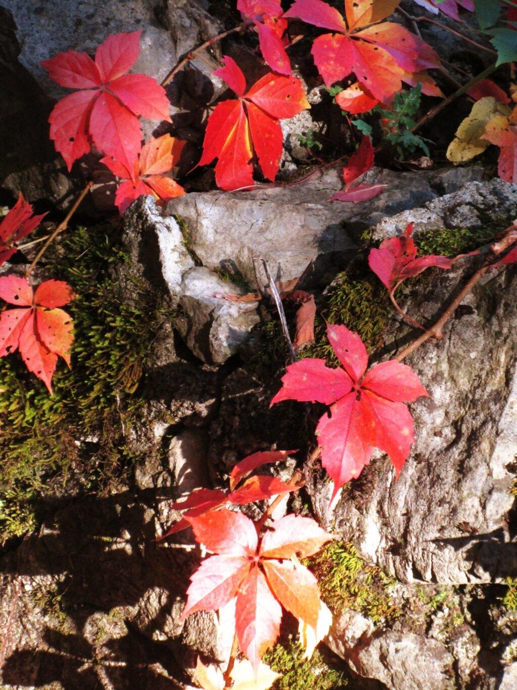 Photo: Woodvine Photo: Woodvine