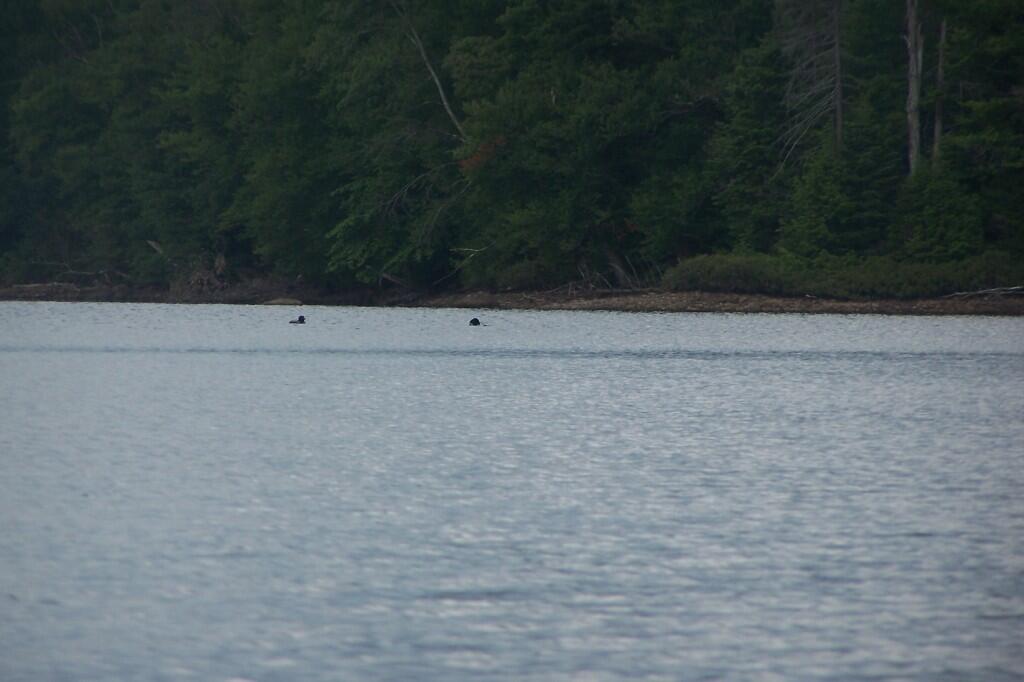 Photo: Loons Photo: Loons