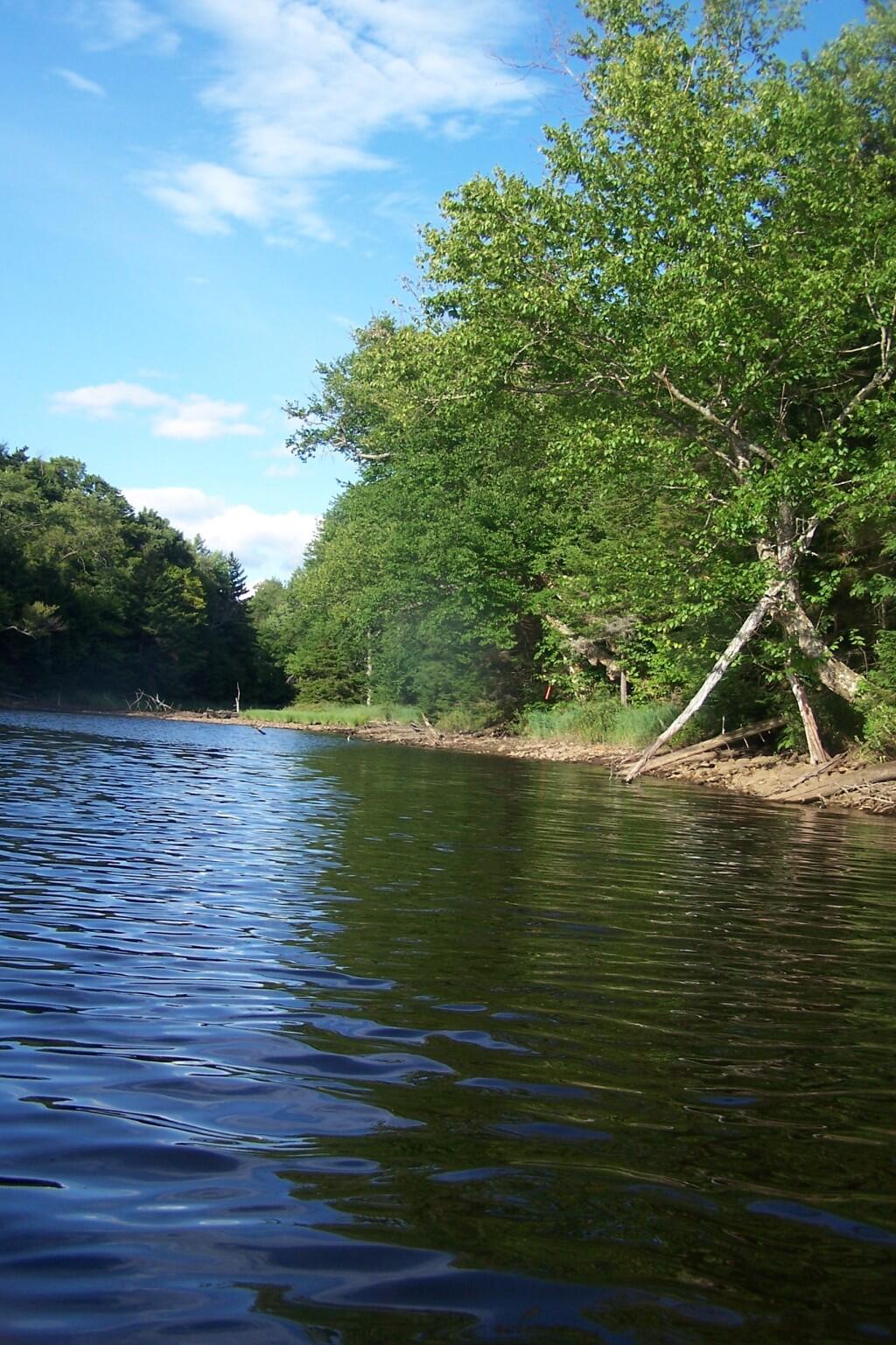 Photo: Paddle-In Campsite Along Cove Photo: Paddle-In Campsite Along Cove