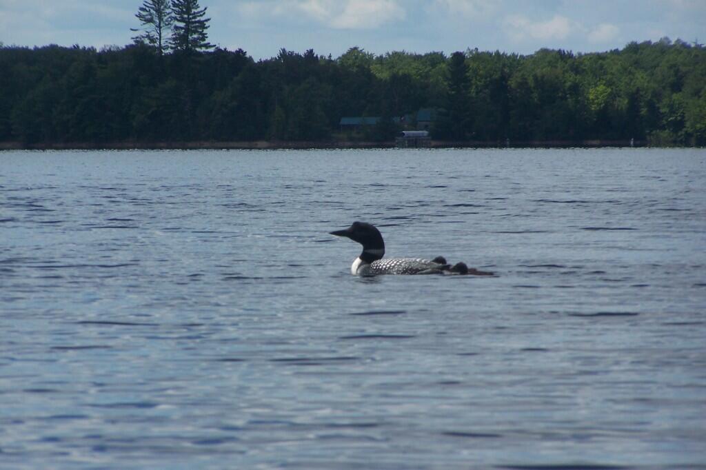 Photo: Loon with Chicks Photo: Loon with Chicks