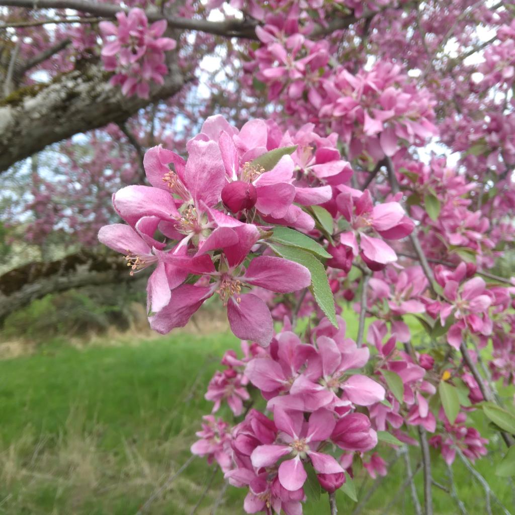 Photo: Crab Apple Blossoms Photo: Crab Apple Blossoms