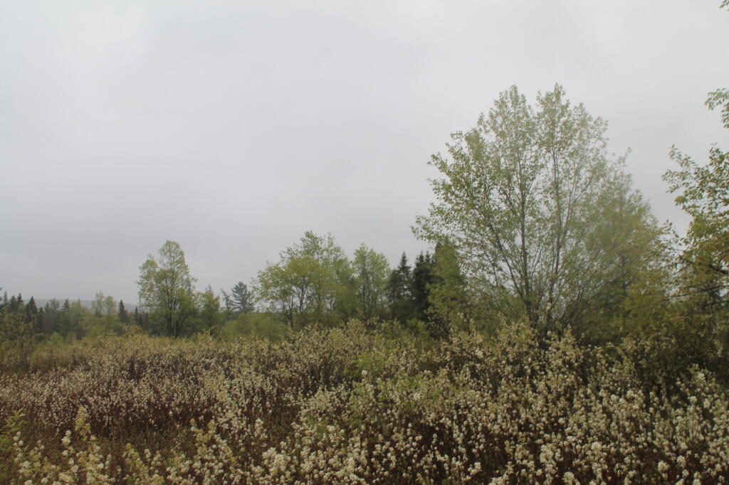 Photo: Rainy Day at the Plains Photo: Rainy Day at the Plains