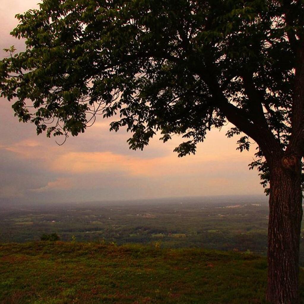 Photo: Tree Photo: Tree