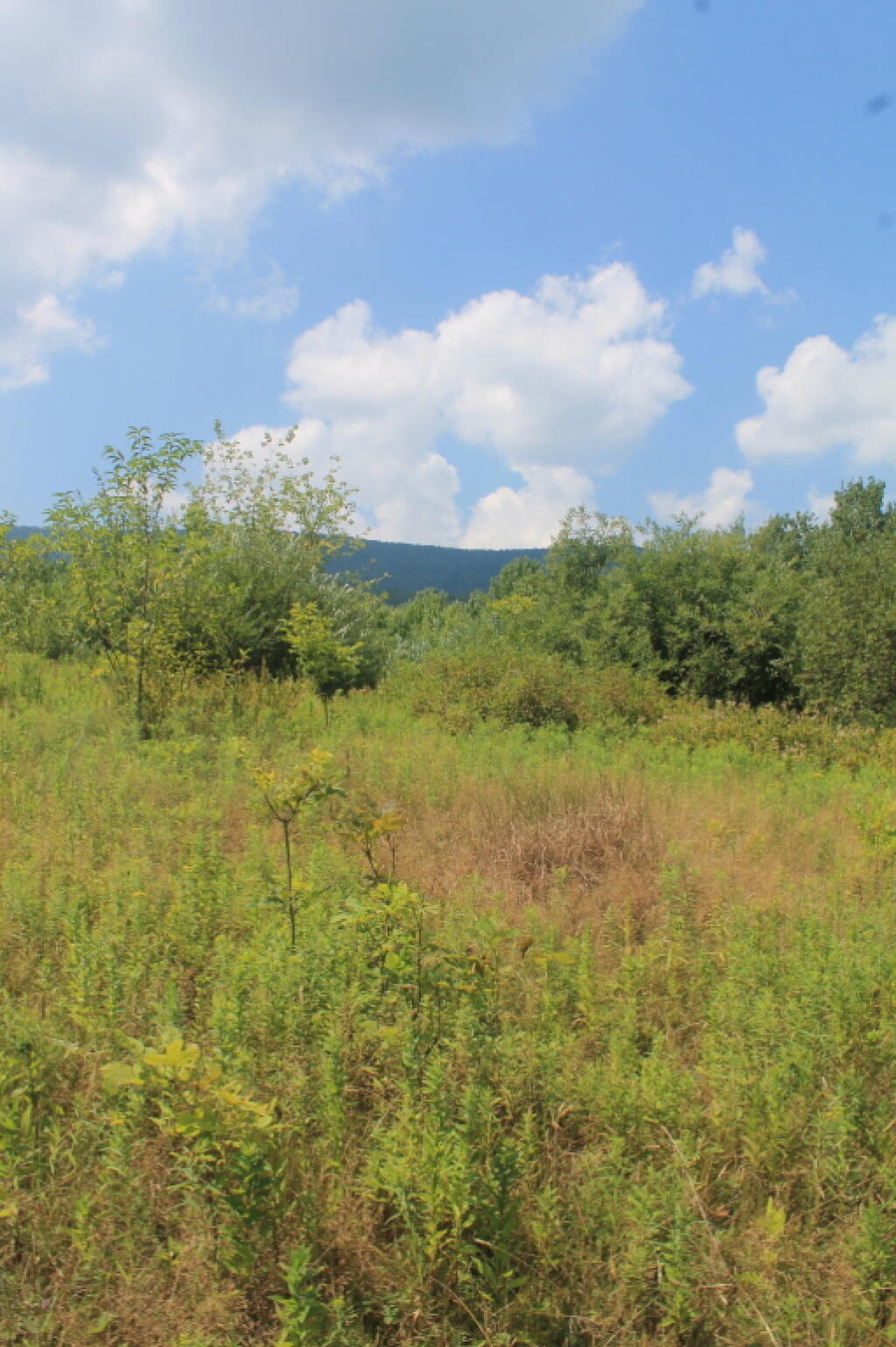 Photo: Bush Whack Through This? Photo: Bush Whack Through This?
