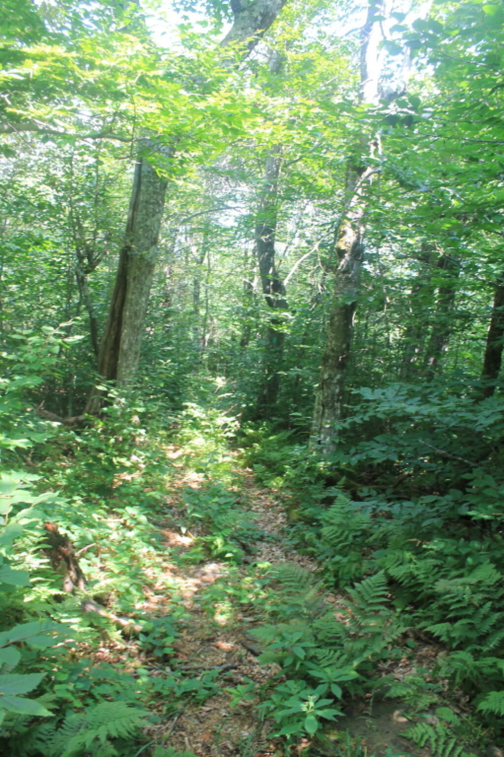Photo: Long Path Not Mowed Photo: Long Path Not Mowed