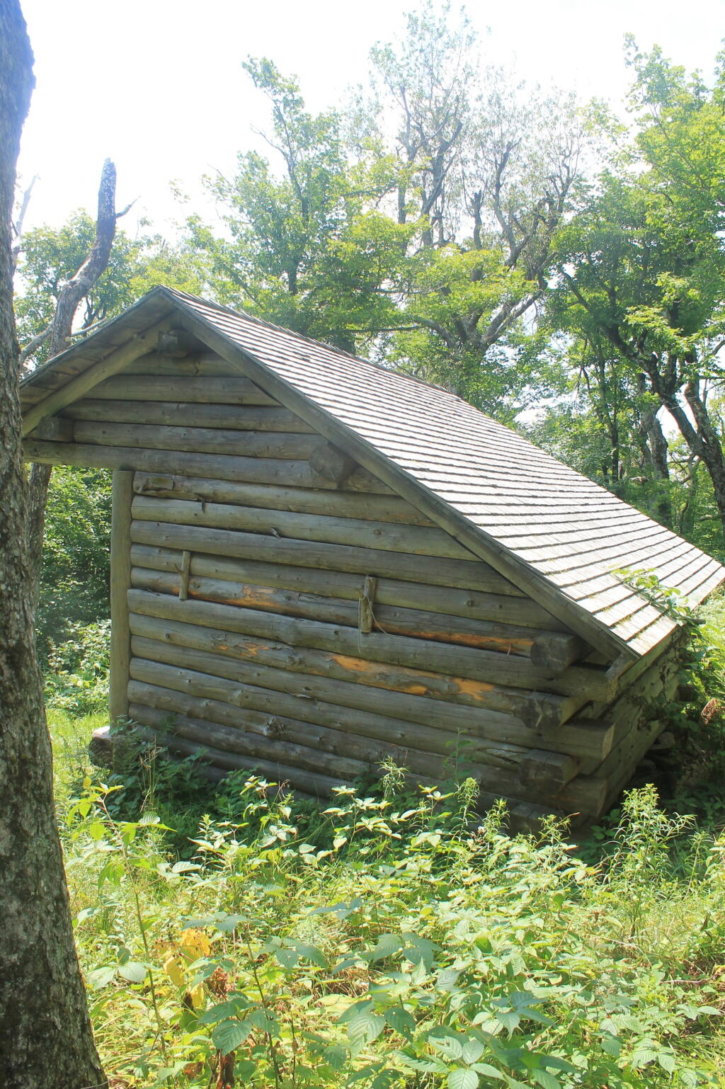 Photo: Back of Huntersfield Lean-To Photo: Back of Huntersfield Lean-To