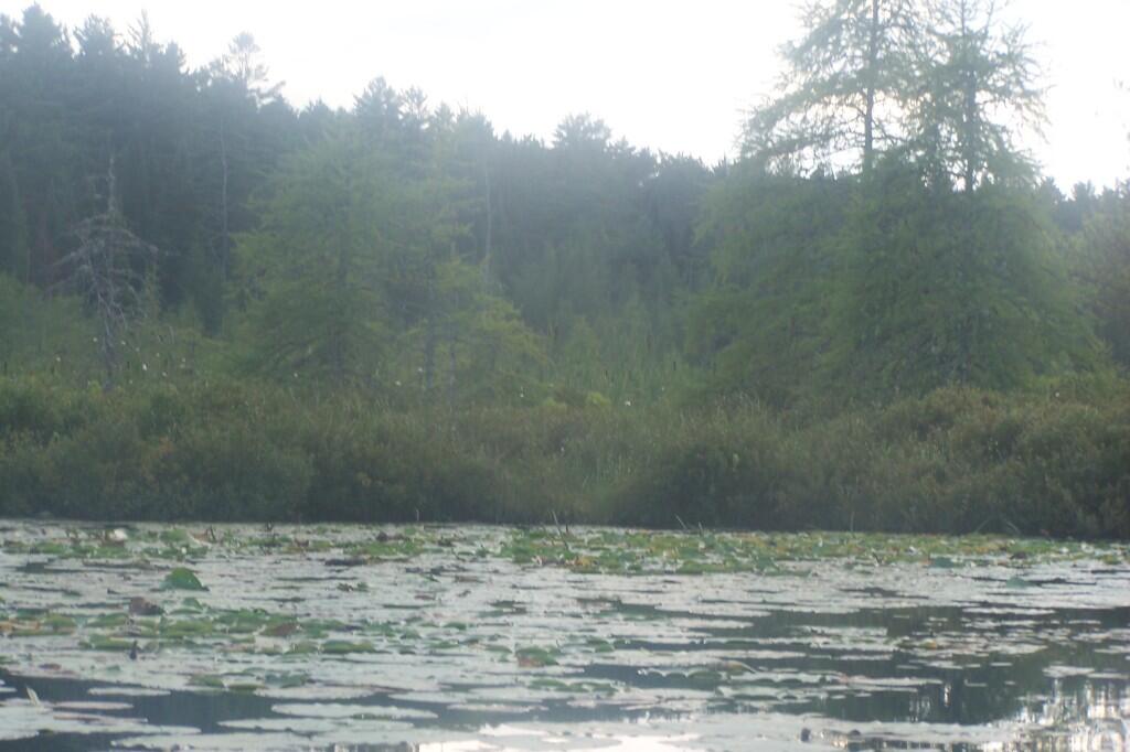 Photo: Lake is Getting Swampy Here Photo: Lake is Getting Swampy Here