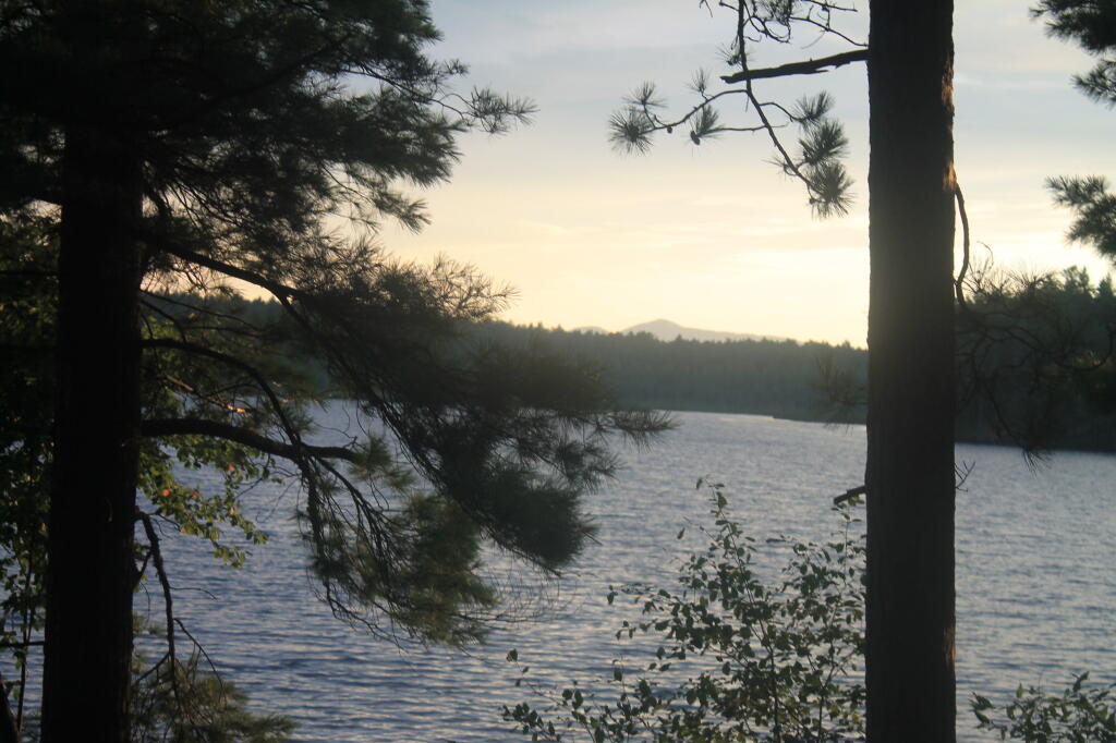 Photo: Pines Along Jones Pond Photo: Pines Along Jones Pond