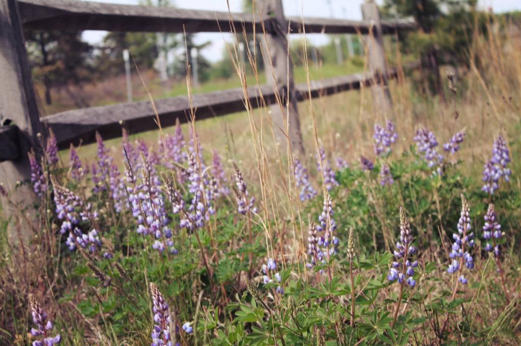 Photo: Lupine Along New Karner Road