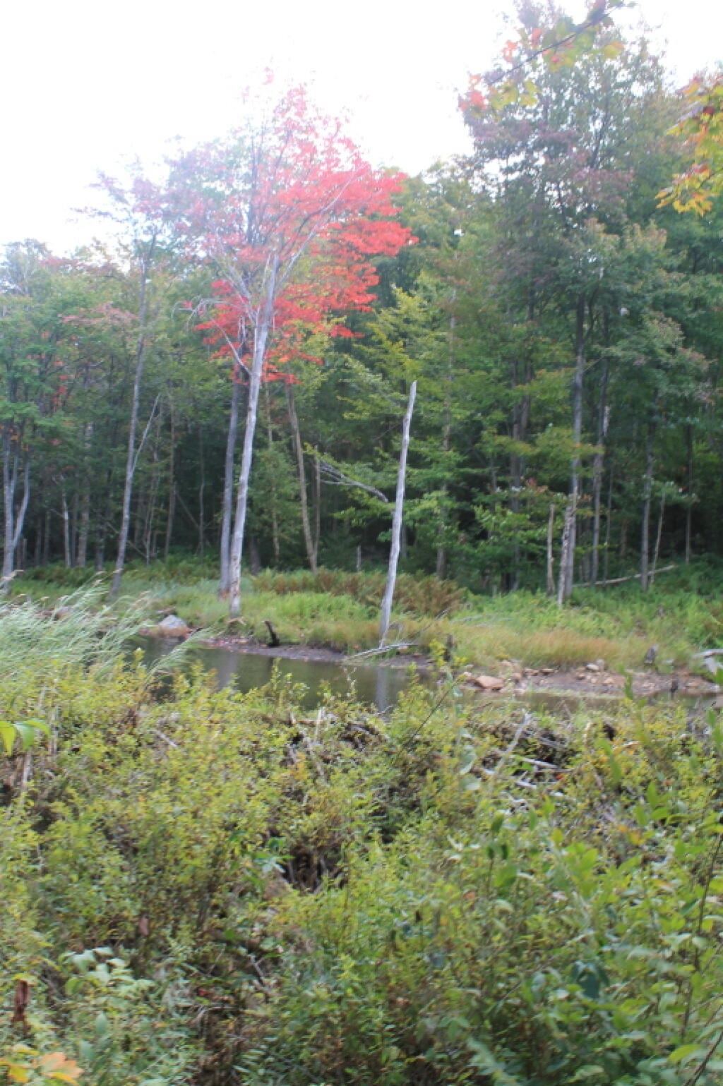 Photo: Wetland Along Trail Photo: Wetland Along Trail