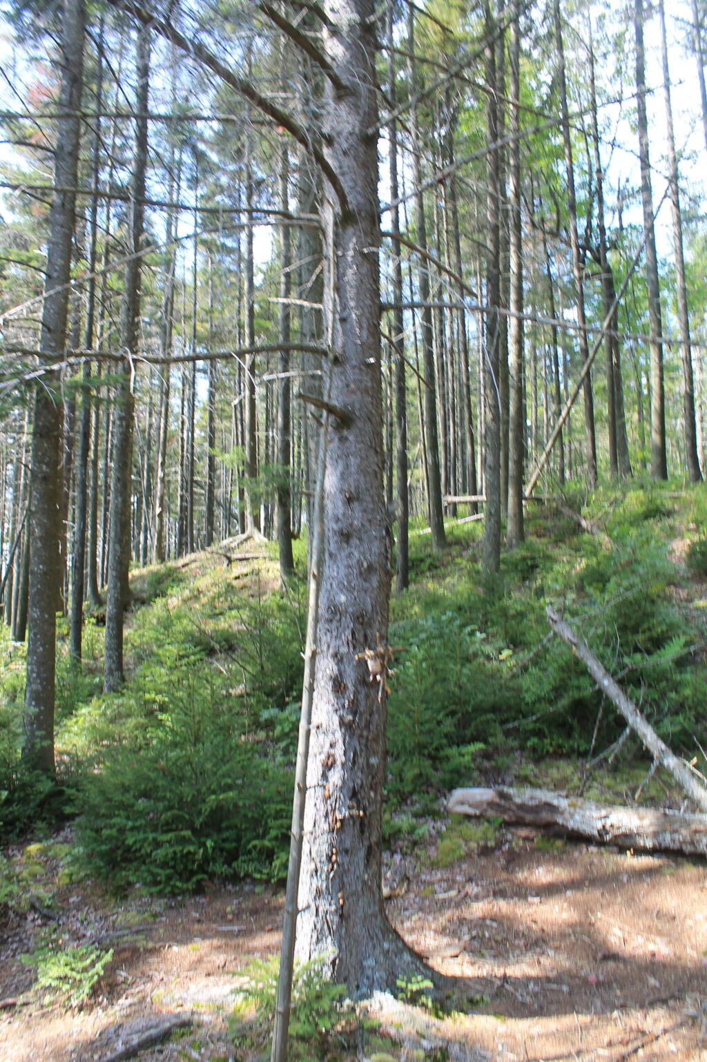 Photo: Dense Woods Photo: Dense Woods