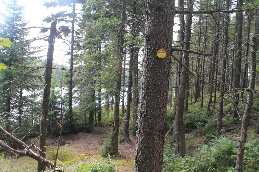 Photo: End of Falls Pond Trail Photo: End of Falls Pond Trail