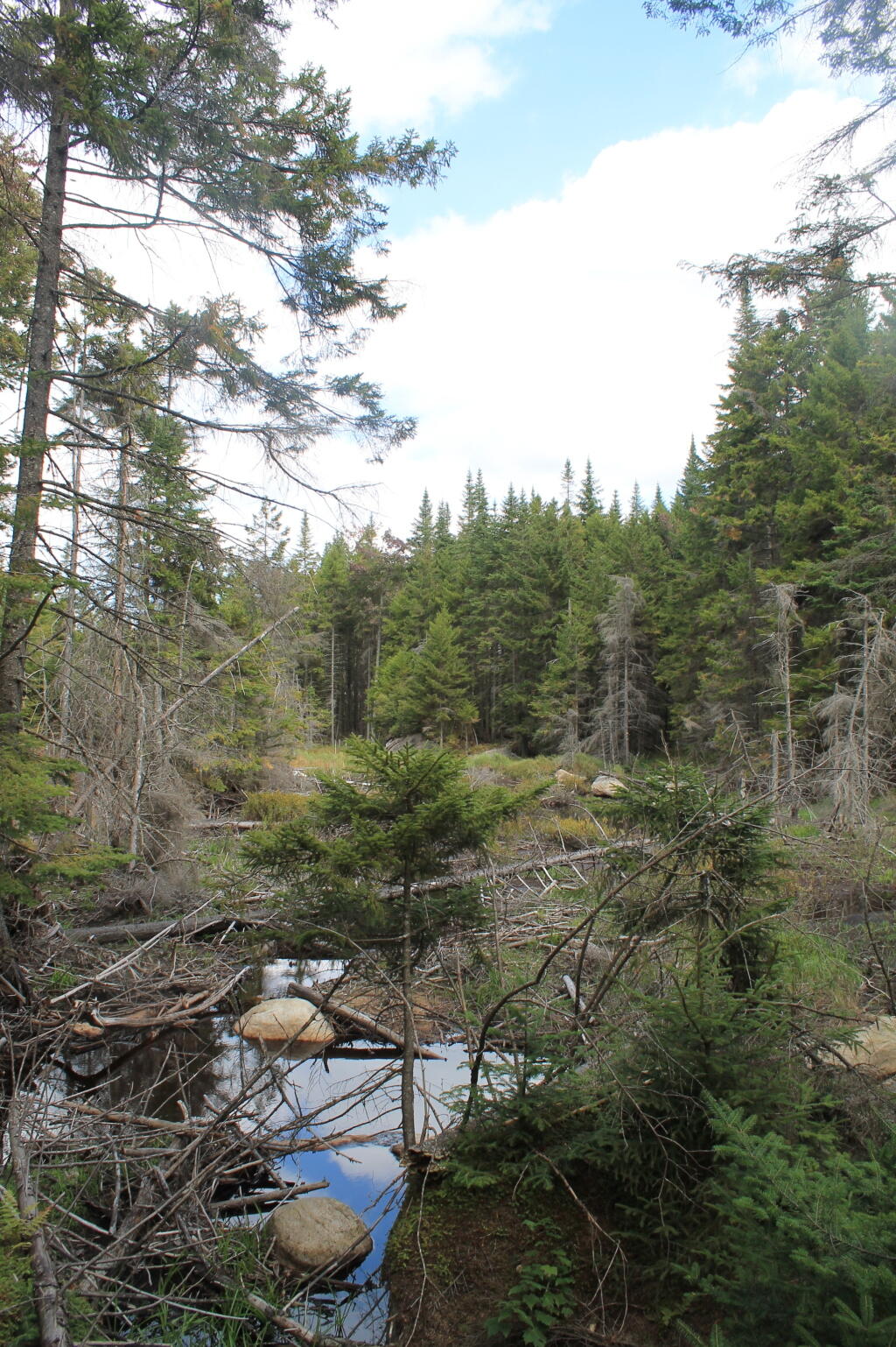 Photo: Stream Leaving Falls Pond Photo: Stream Leaving Falls Pond