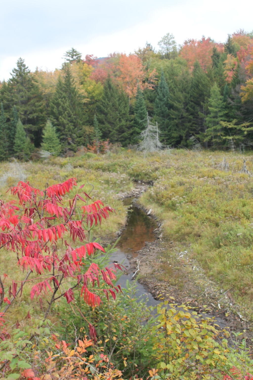Photo: Wetlands Photo: Wetlands