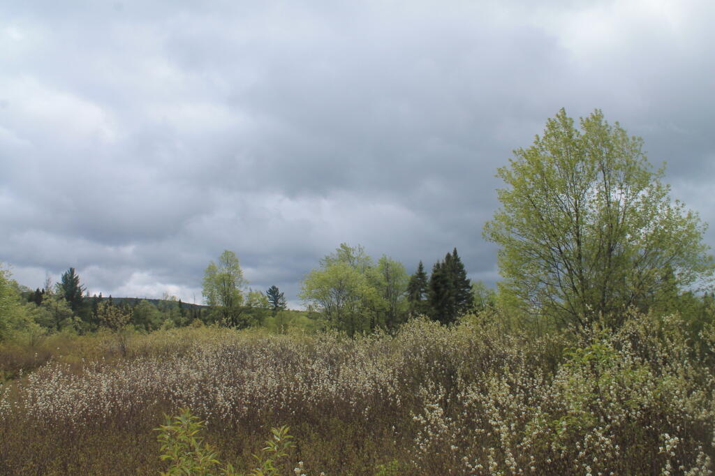 Photo: Rainy spring day at Moose Plains