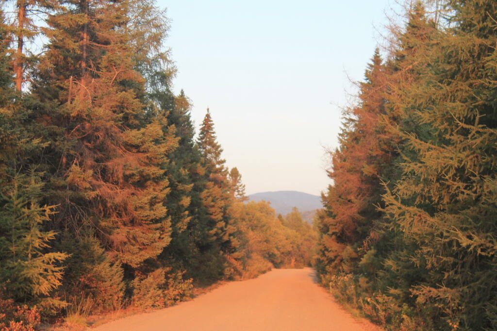 Photo: Cedar River - Limekiln Lake Road
