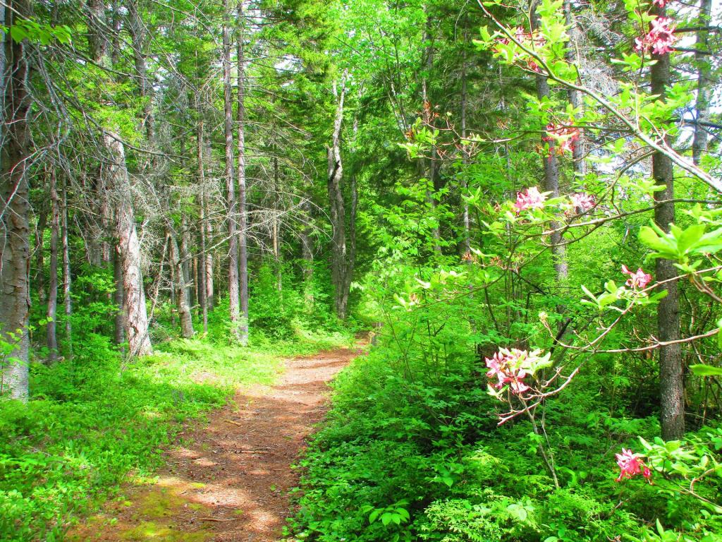 Photo: Willis Vly Trail