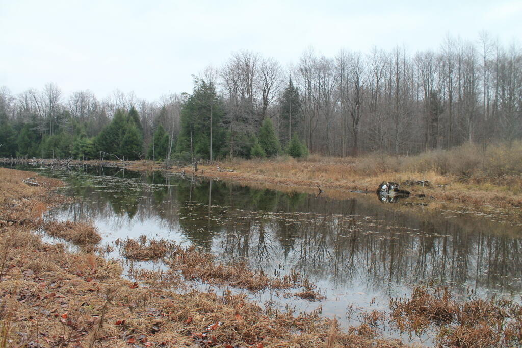 Photo: Another Pond Photo: Another Pond