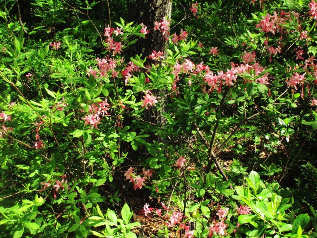 Photo: Woods Is Full Of Pink Mountain Laurel Photo: Woods Is Full Of Pink Mountain Laurel