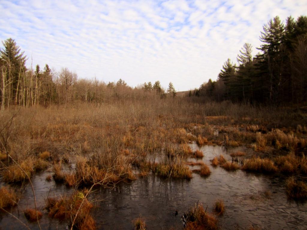 Photo: Swamp