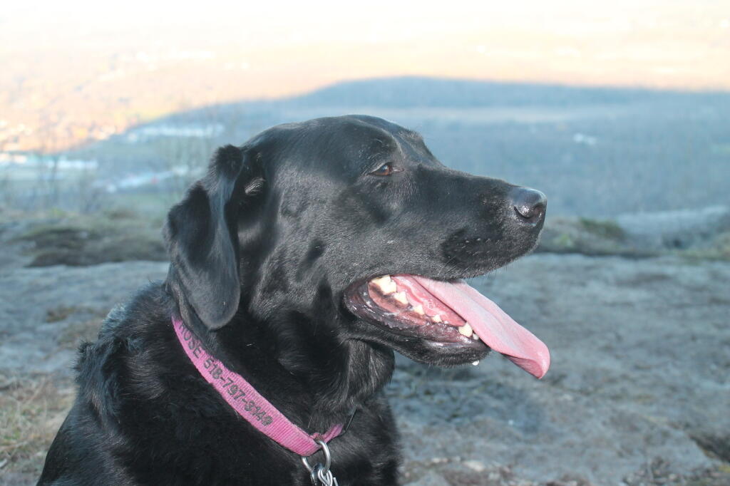 Photo: Dog Photo: Dog