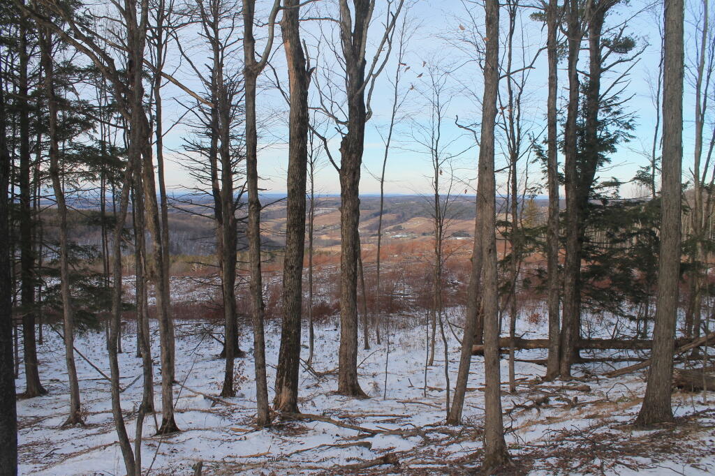 Photo: Out Towards the Clearcut