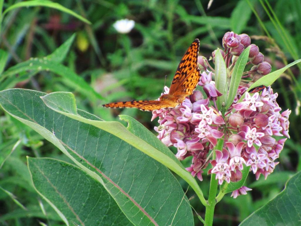 Photo: Milkweed at Powley Place