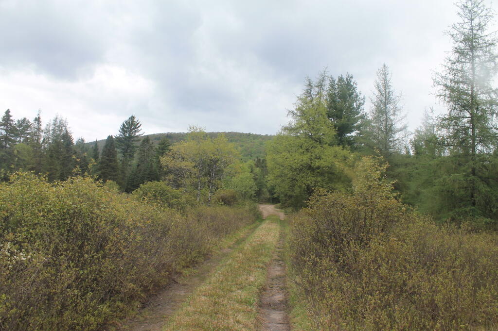 Photo: Tracks Along Upper Mitchells Pond Trail