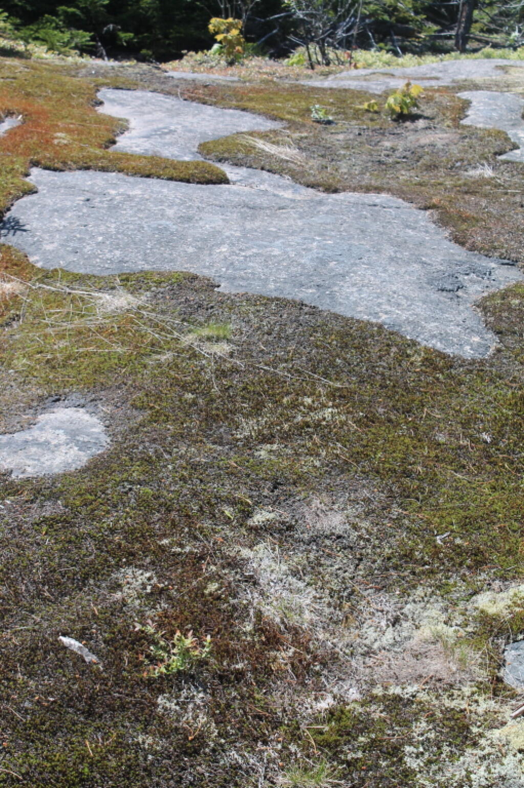 Photo: Moss Pattern