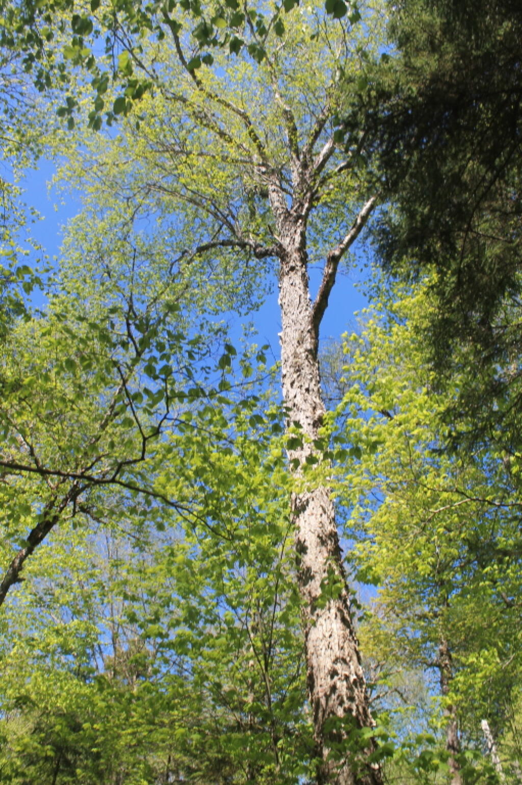 Photo: Massive Old Growth Tree Along Trail Photo: Massive Old Growth Tree Along Trail
