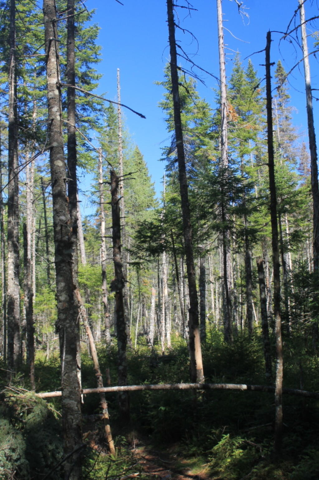 Photo: Boreal Forest 2 Photo: Boreal Forest 2