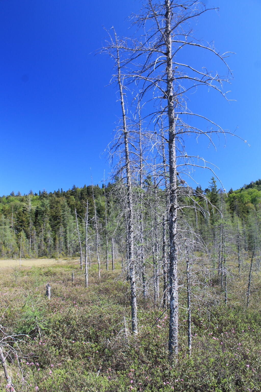 Photo: Trees Photo: Trees