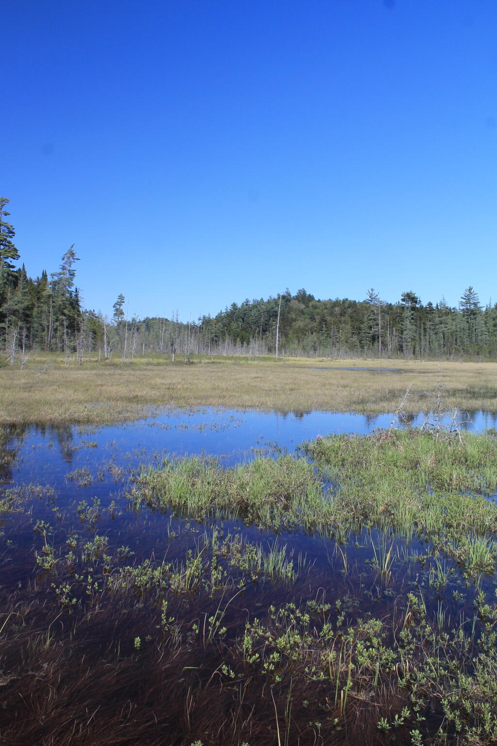 Photo: North from Ferd's Bog Trail Photo: North from Ferd's Bog Trail