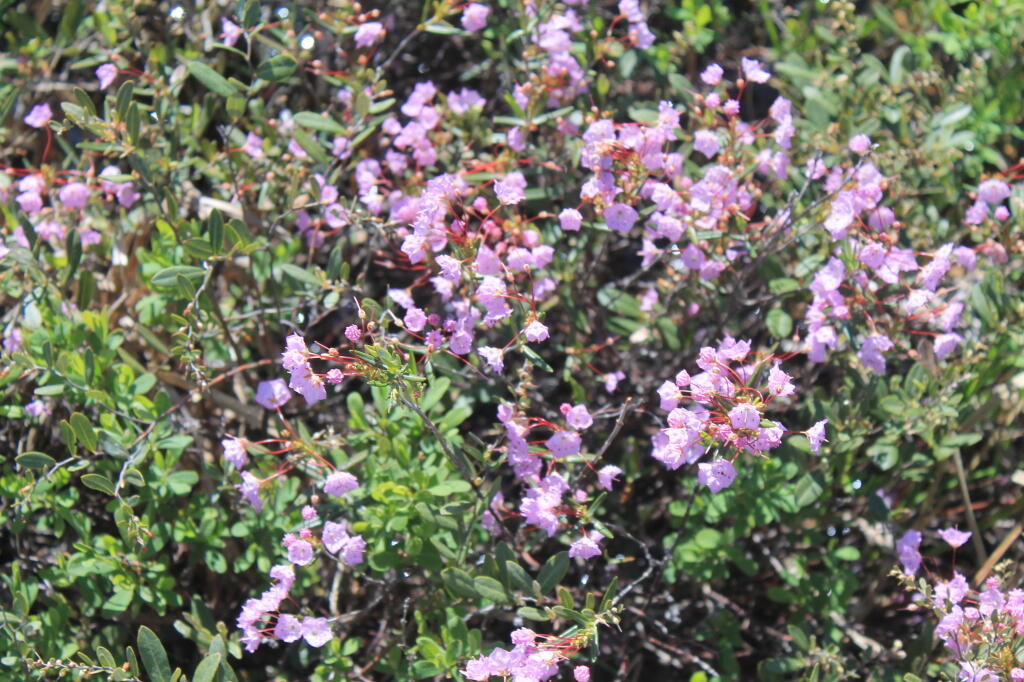 Photo: Flowers Along the Boardwalk Photo: Flowers Along the Boardwalk