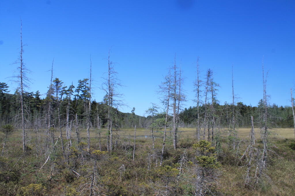 Photo: Dead Trees Photo: Dead Trees