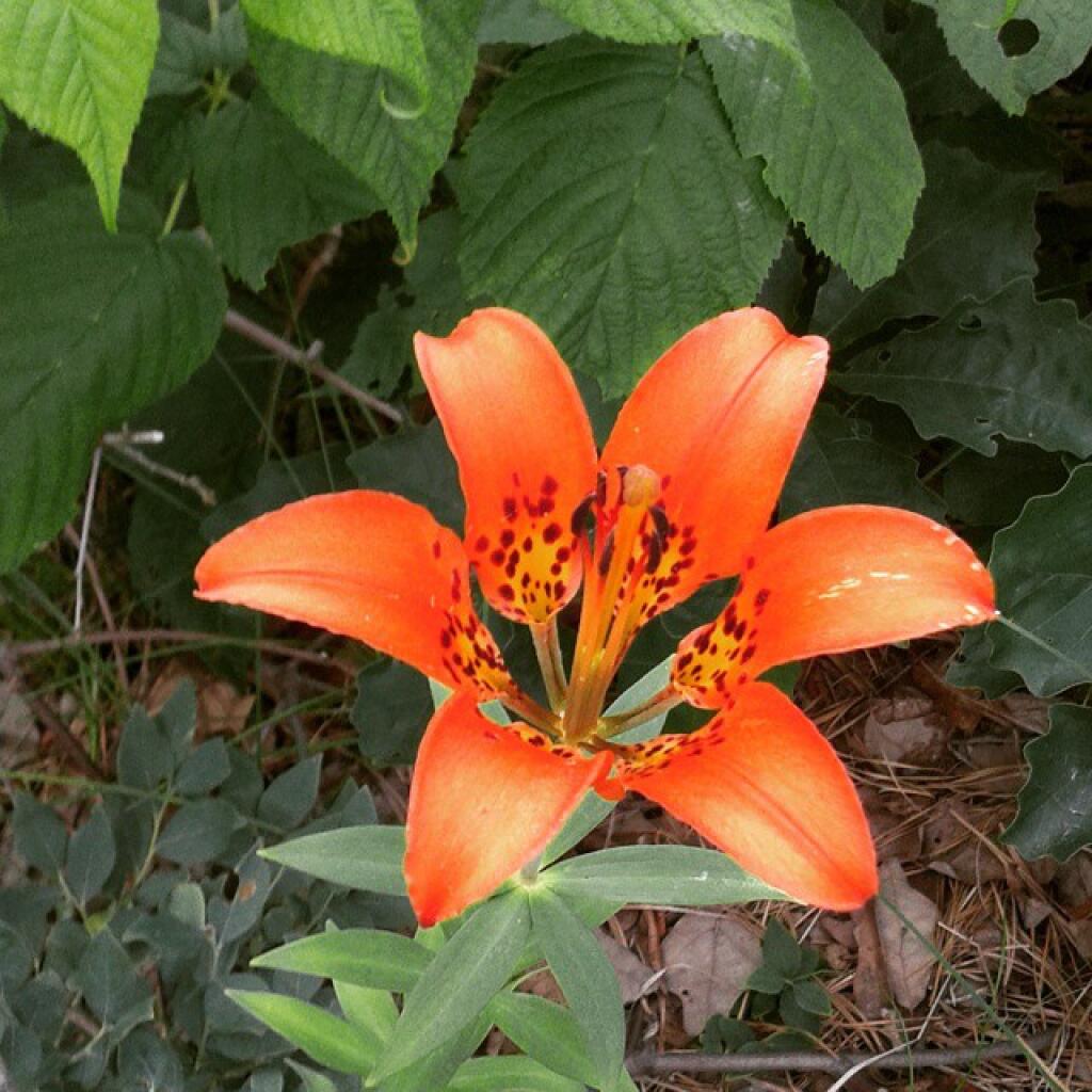 Photo: Wood Lilly