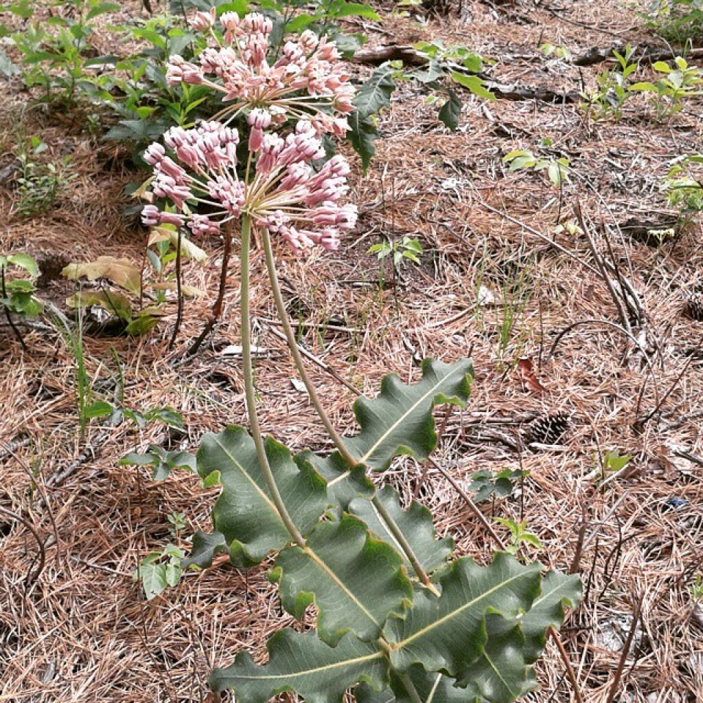Photo: Sand milkweed