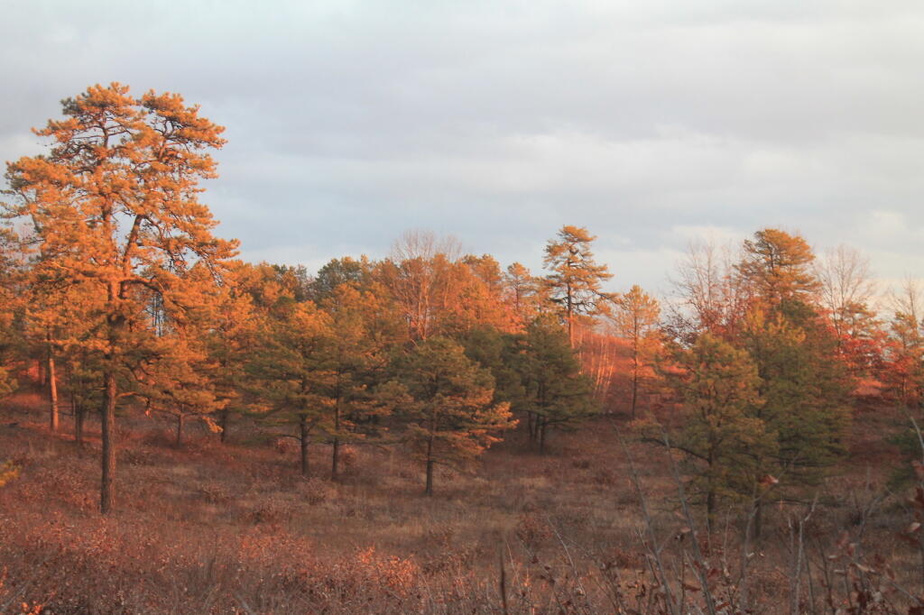 Photo: Evening Sun Near Overlook Dune