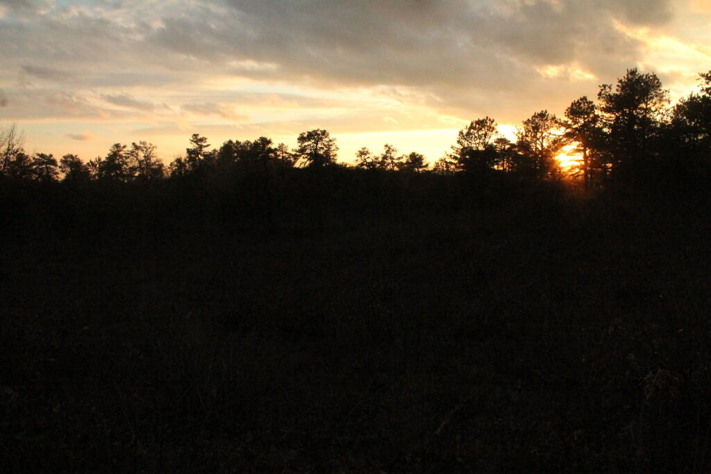 Photo: Sun Hiding Behind the Trees