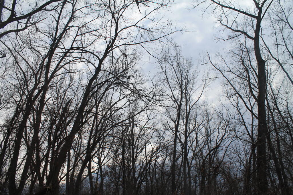 Photo: Scraggly Trees Above Photo: Scraggly Trees Above