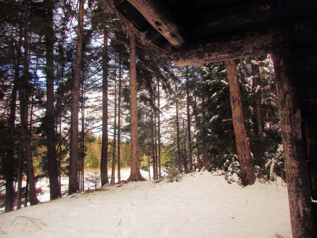 Photo: Burnt Shanty Lean-To View Photo: Burnt Shanty Lean-To View