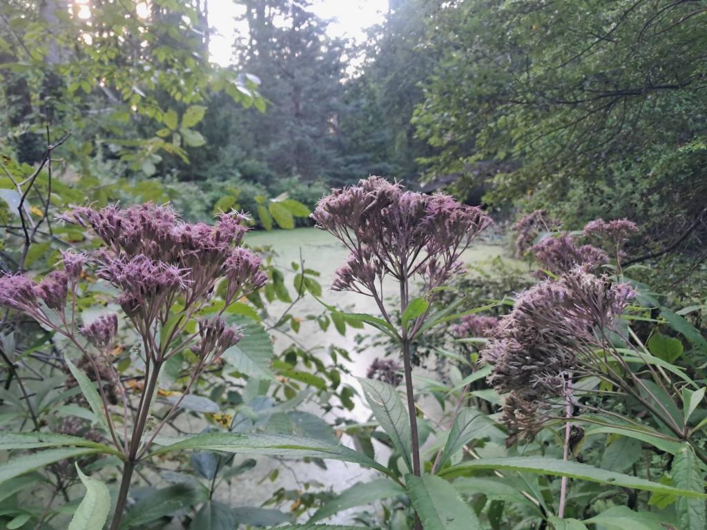 Photo: Swamp Milkweed [Expires September 5 2026]