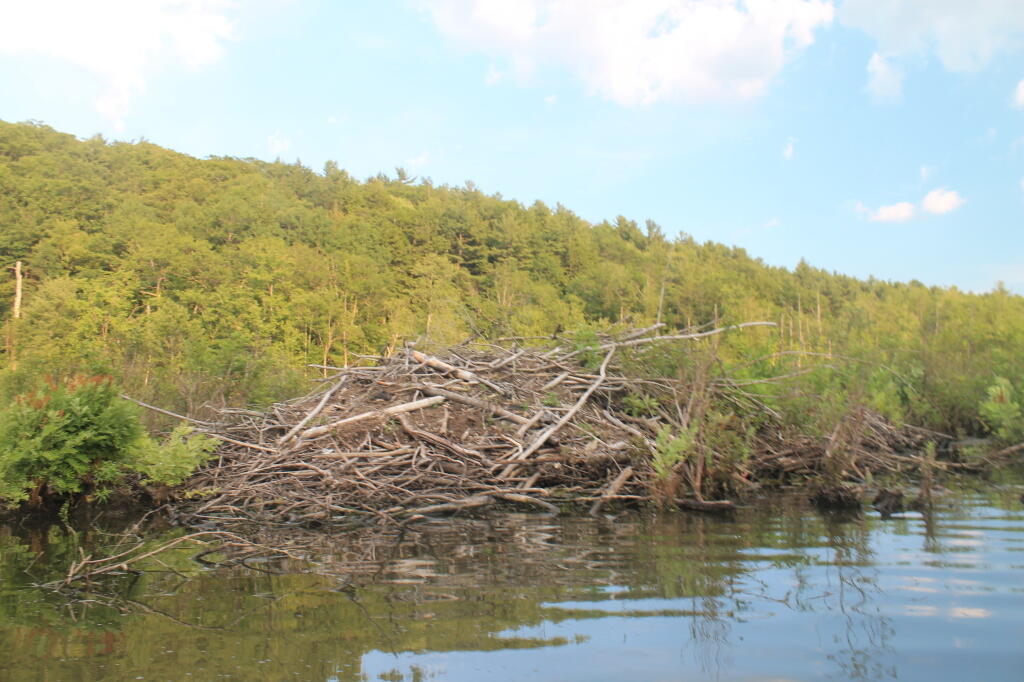 Photo: Beaver Dam