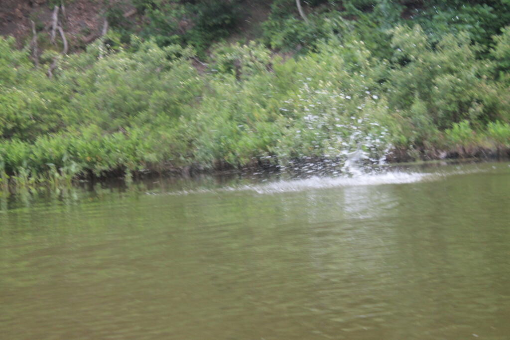 Photo: Splash Goes the Beaver